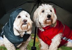 Regenschirm- Hunde:<br />
Regenmantel Nylon m. Reflektoren: 64,- €<br />
Regenmantel m. Kaputze: 69,- €